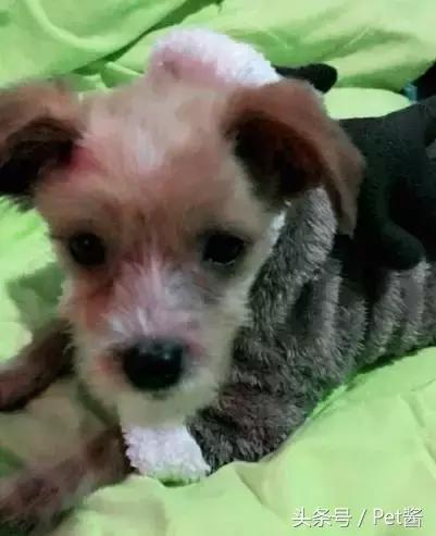 领养的狗狗患上细小，家里拿不出这么多治疗费，网友求助该怎么办