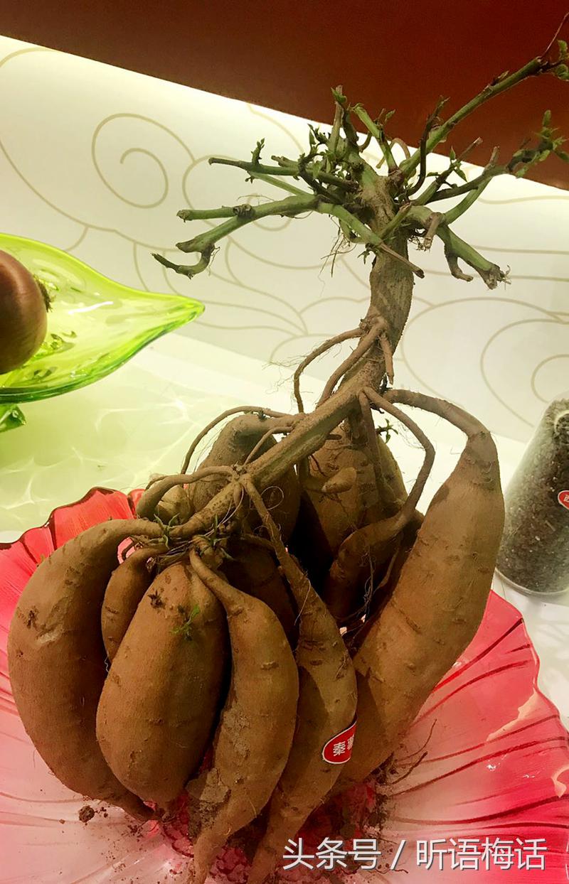 现代农业看杨凌,杨凌国家农业高新技术产业示范区