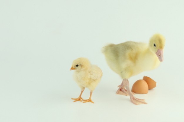 春季家禽呼吸道疾病的预防,家禽秋季呼吸道为什么高发