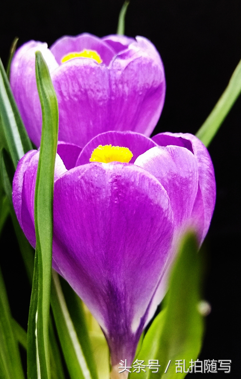 家里花草推荐,家里漂亮花草