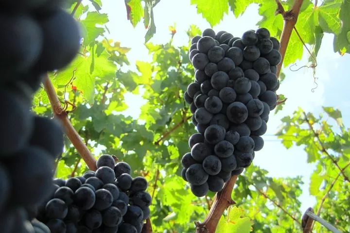 法国波尔多红酒的酒精度,波尔多葡萄酒酒精度多少