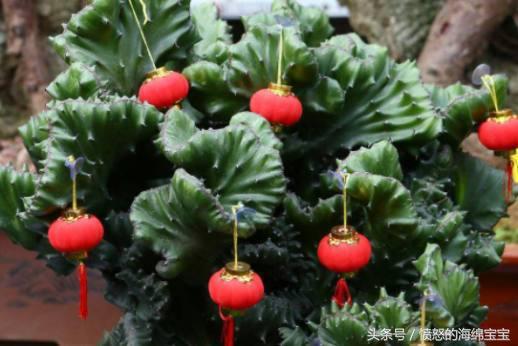 怎样让麒麟掌变得肥厚不徒长,麒麟掌饲养方法