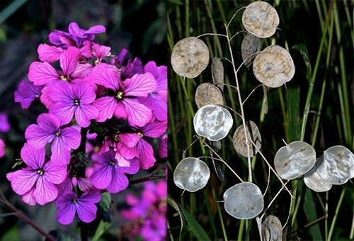 最旺财的三种花草,旺财助运的花