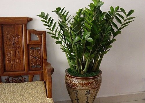 最旺财的三种花草,旺财助运的花