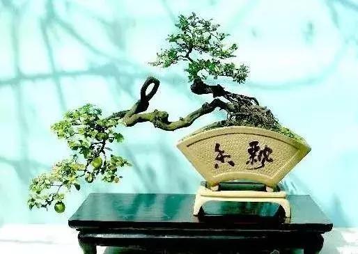 金弹子和珊瑚珠区别,金弹子和金豆是一个品种吗