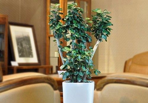 最旺财的三种花草,旺财助运的花