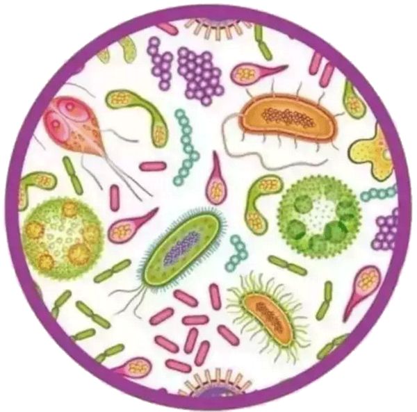 哪几款益生菌可以缓解过敏,益生菌和抗过敏益生菌的区别