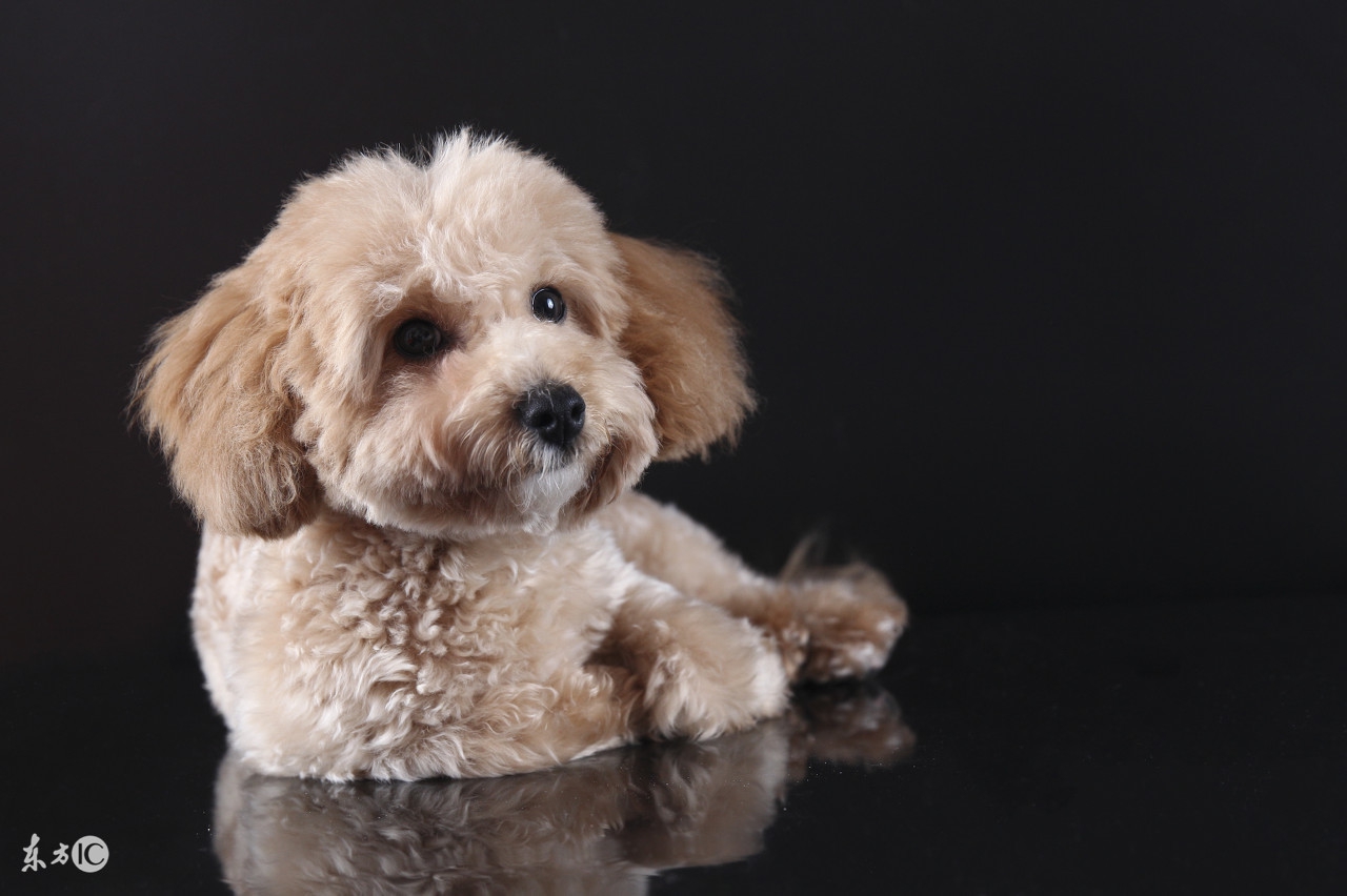 泰迪二三个月幼犬喂养关注事项,半个月大的泰迪幼犬怎么正确饲养