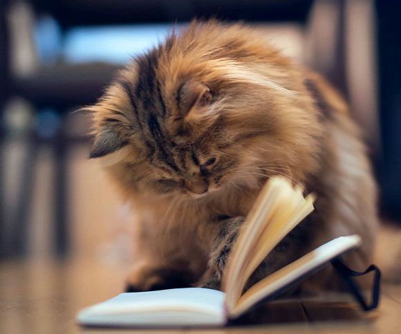 母猫为什么老是在被子上撒尿,母猫绝育后乱撒尿原因