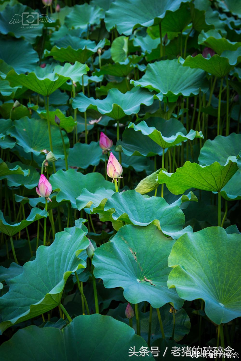 京城龙脉,一座和珅府半部清代史