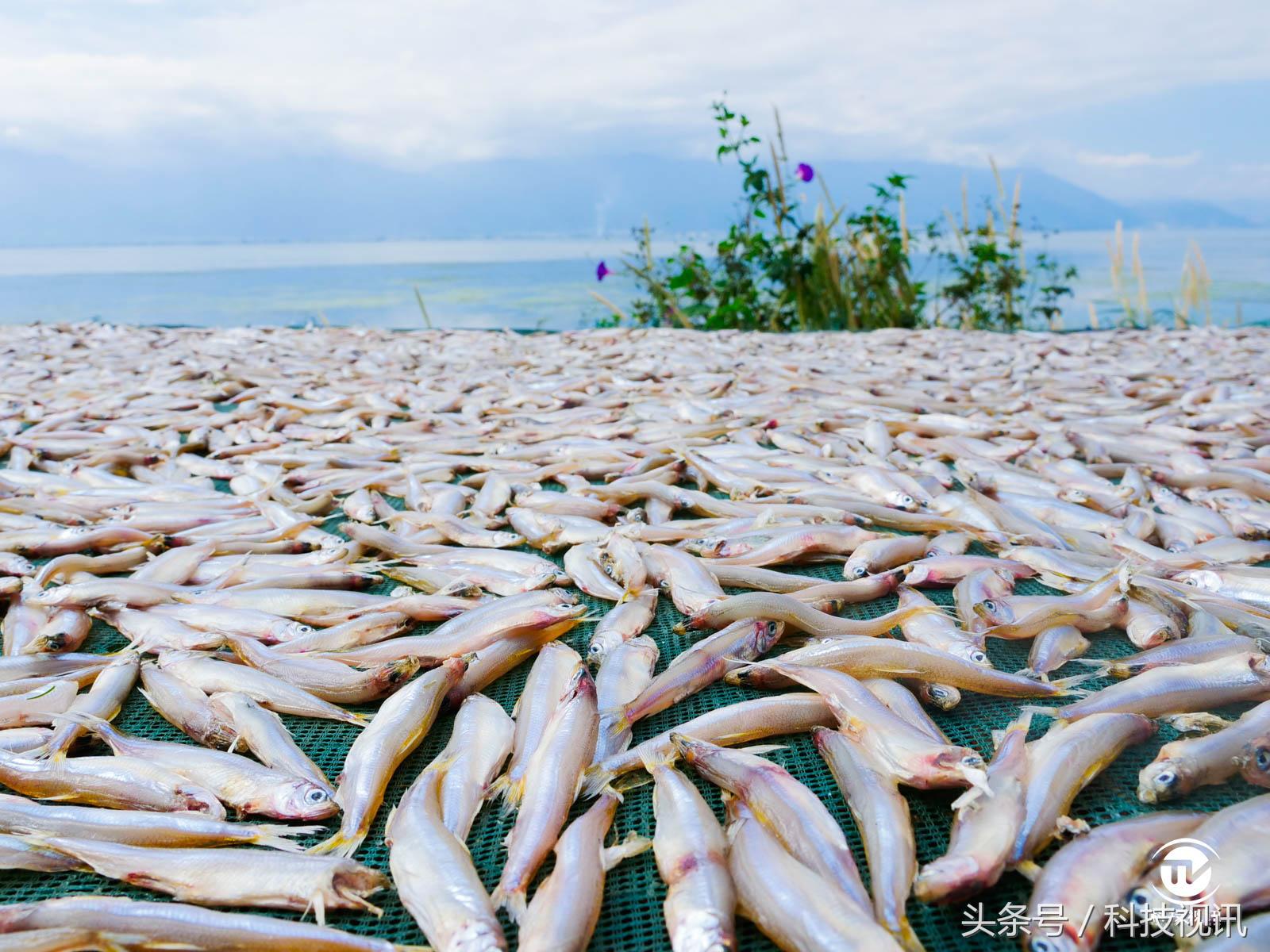 松下gh5连接大疆稳定器,松下gh5虚化