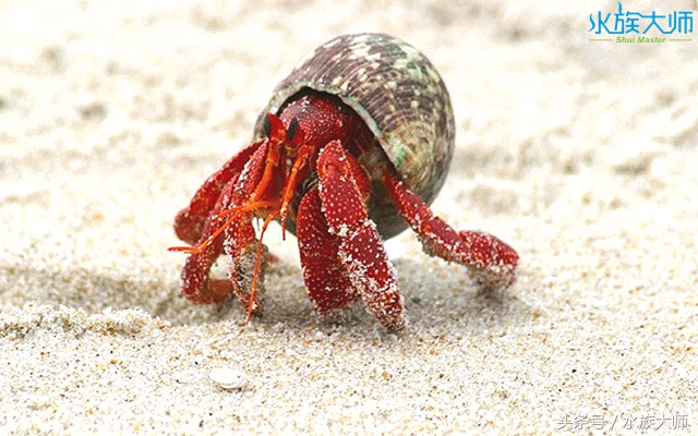 寄居蟹蜕皮前会做些什么,寄居蟹蜕皮必须用椰土么