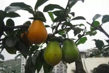 金弹子和珊瑚珠区别,金弹子和金豆是一个品种吗