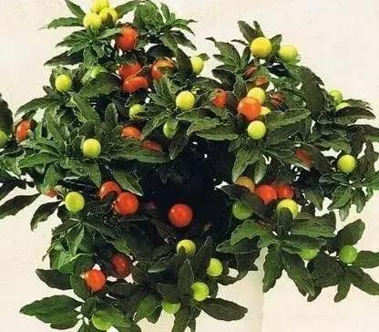 金弹子和珊瑚珠区别,金弹子和金豆是一个品种吗