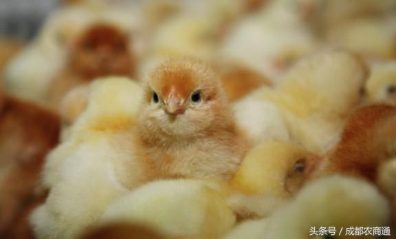 中医教你如何应对蛋鸡患病后产蛋减少