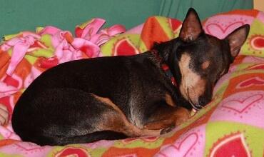 狗狗不断舔舐主人,狗狗忽然不停的舔地板