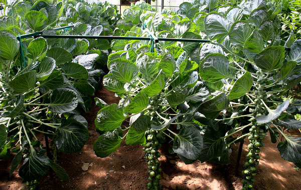 那么可爱想尝一尝