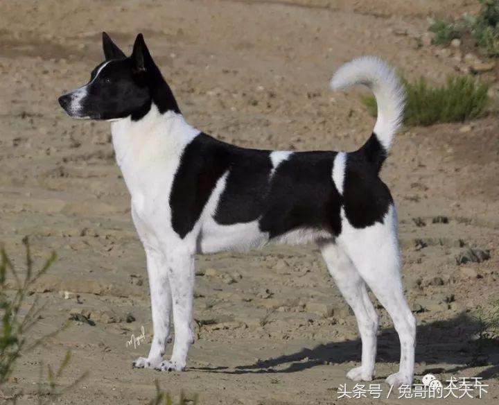大型迦南犬,你不认识的宠物