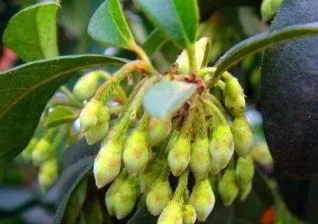 金弹子和珊瑚珠区别,金弹子和金豆是一个品种吗