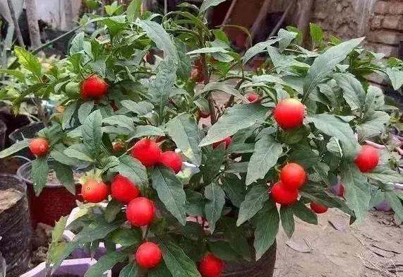 金弹子和珊瑚珠区别,金弹子和金豆是一个品种吗