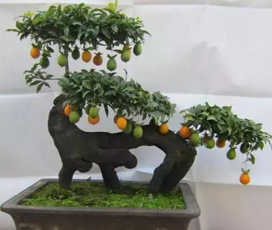 金弹子和珊瑚珠区别,金弹子和金豆是一个品种吗