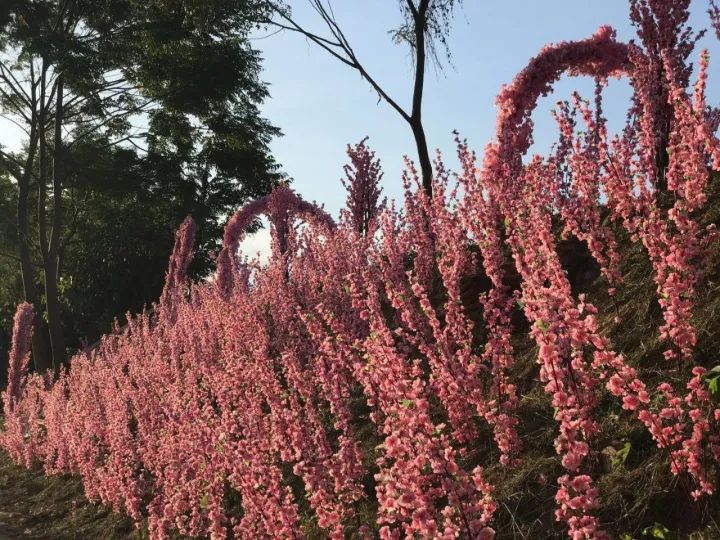 双十一｜光棍节，惠州紫溪半岛*光脱**攻略