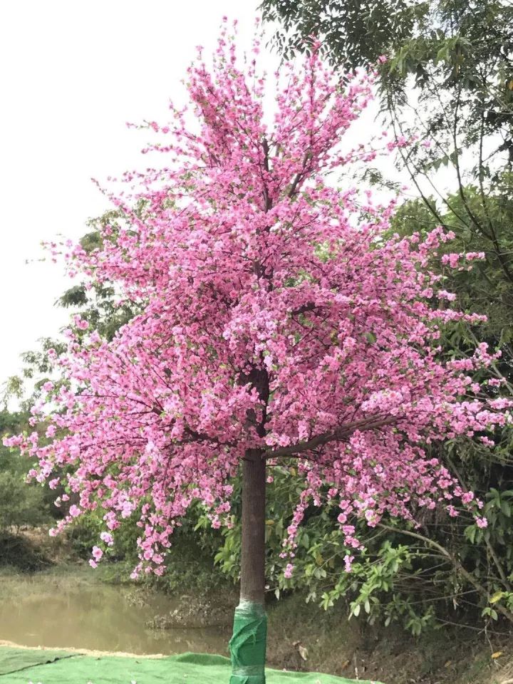 双十一｜光棍节，惠州紫溪半岛*光脱**攻略