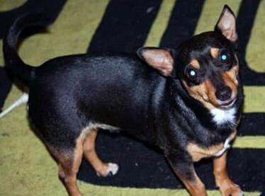 狗狗不断舔舐主人,狗狗忽然不停的舔地板