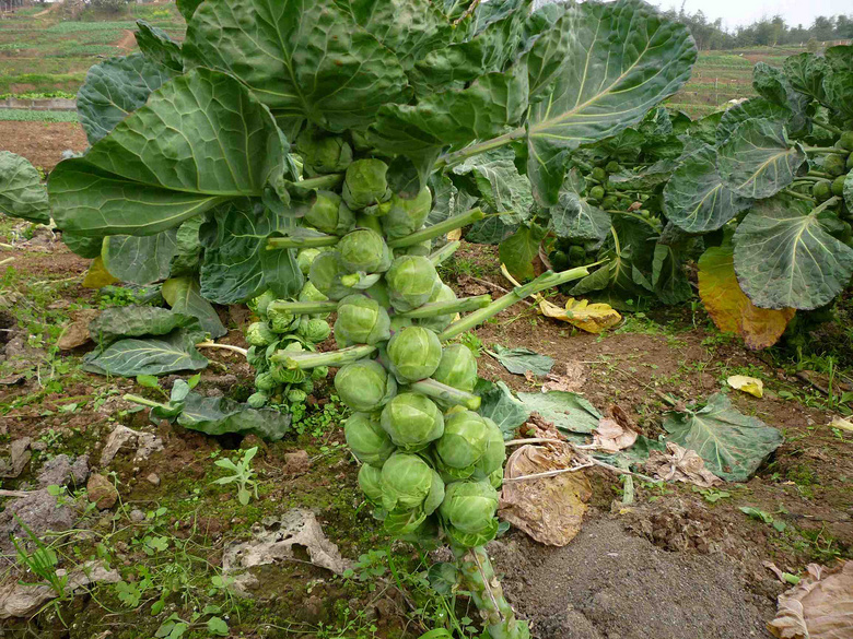 那么可爱想尝一尝