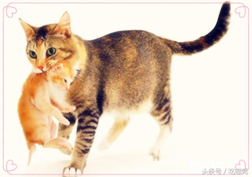 如何区分小猫身上是蜱虫还是跳蚤,如何区分小猫包子脸