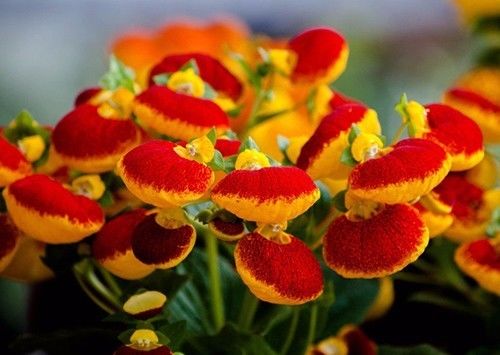 最旺财的三种花草,旺财助运的花