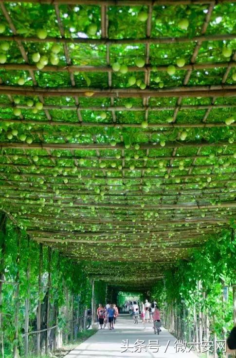 来广州不去看小蛮腰很遗憾,来广州但没去广州塔遗憾吗