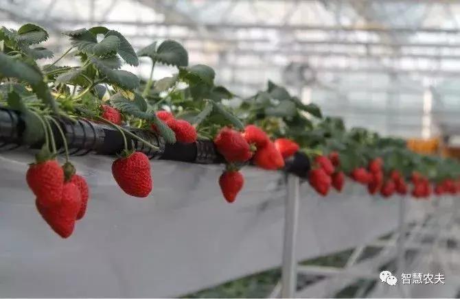 无土栽培营养液配方表,无土栽培技术视频大全