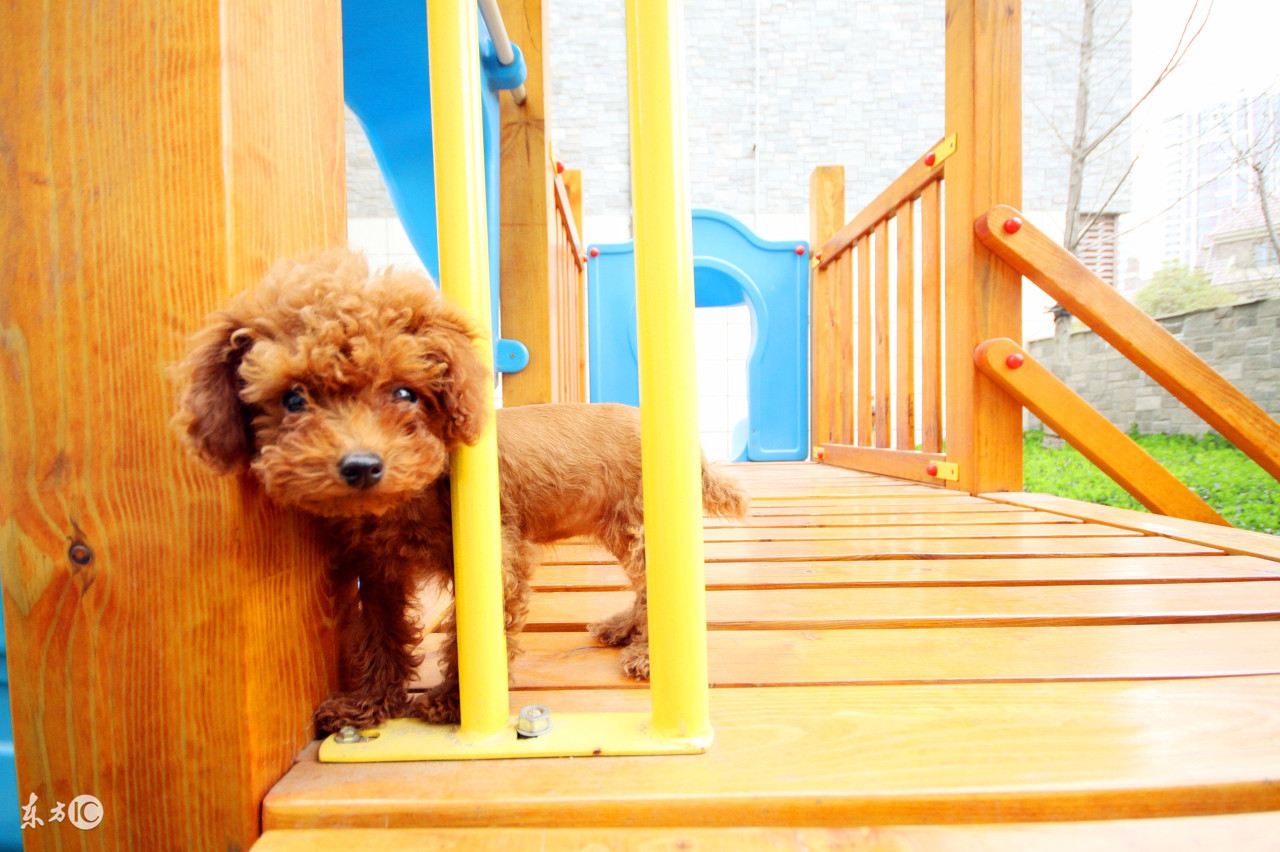 泰迪二三个月幼犬喂养关注事项,半个月大的泰迪幼犬怎么正确饲养