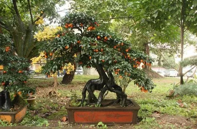 金弹子和珊瑚珠区别,金弹子和金豆是一个品种吗