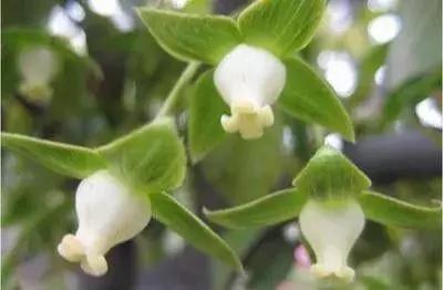 金弹子和珊瑚珠区别,金弹子和金豆是一个品种吗