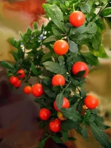 金弹子和珊瑚珠区别,金弹子和金豆是一个品种吗