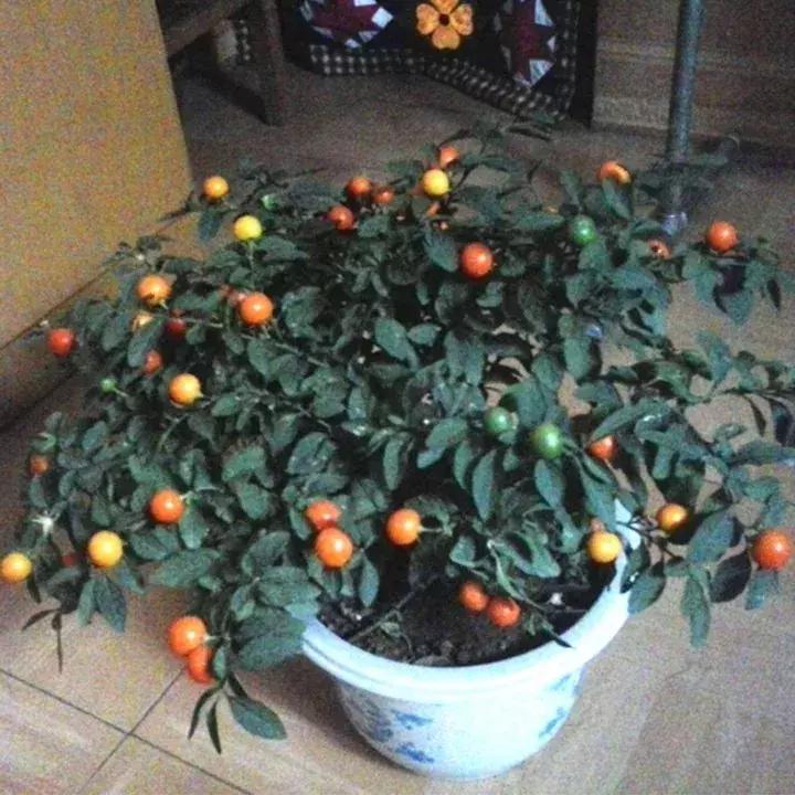 金弹子和珊瑚珠区别,金弹子和金豆是一个品种吗