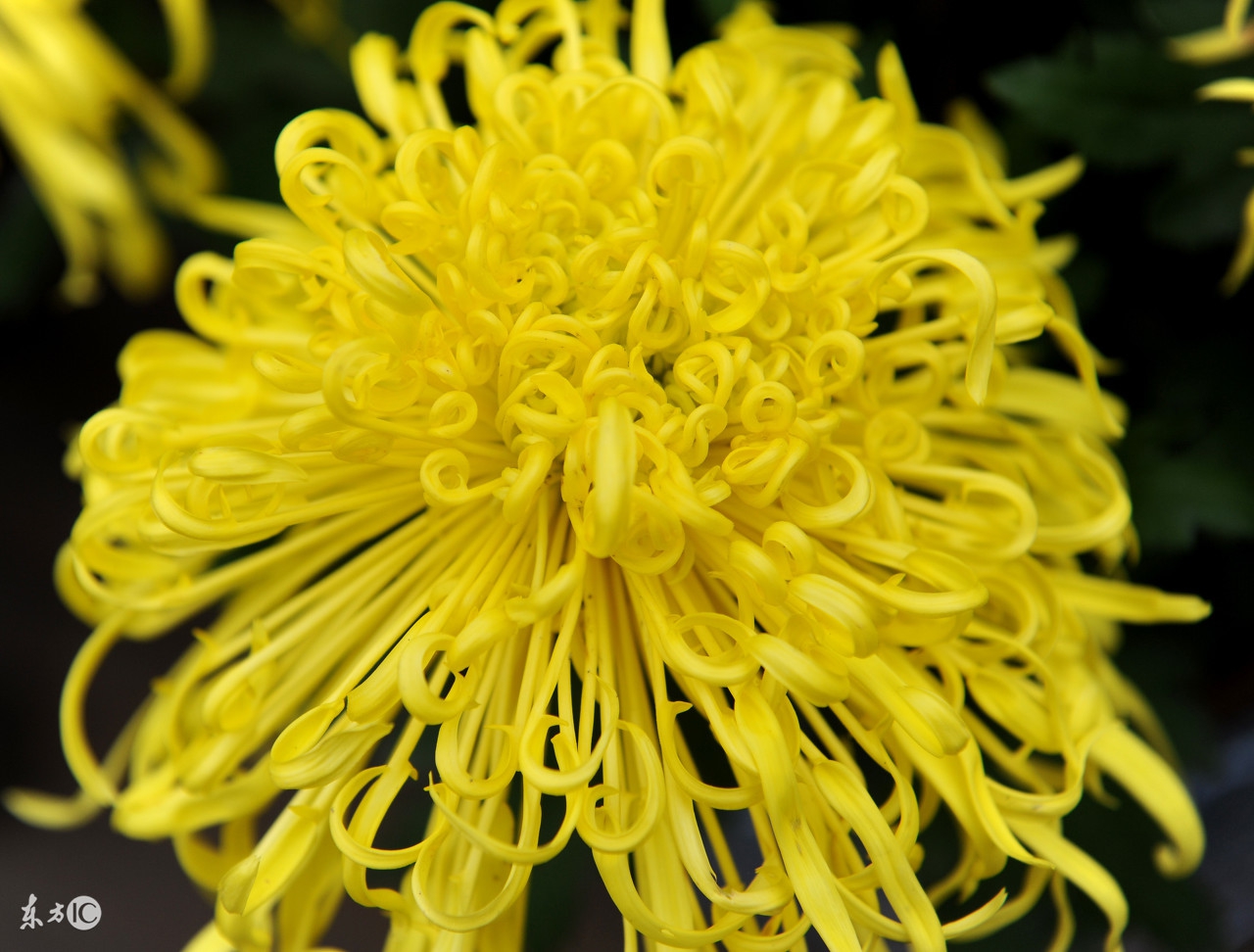 菊花里面痛用什么药,菊花能根治肛肠病吗