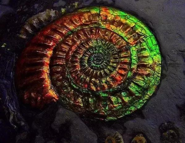 欧泊配什么颜色最好看,欧泊有什么颜色好看