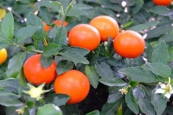 金弹子和珊瑚珠区别,金弹子和金豆是一个品种吗