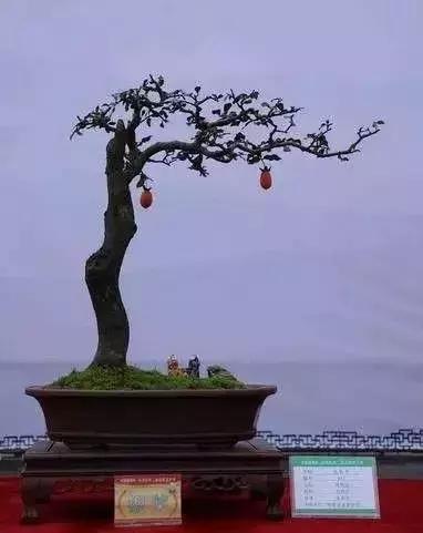 金弹子和珊瑚珠区别,金弹子和金豆是一个品种吗