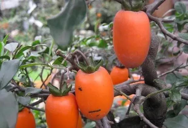 金弹子和珊瑚珠区别,金弹子和金豆是一个品种吗