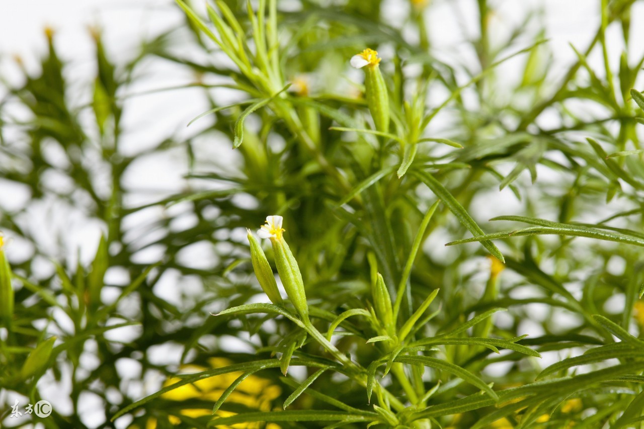 甘草有哪些作用听听专家怎么说,你知道甘草的作用与功效吗
