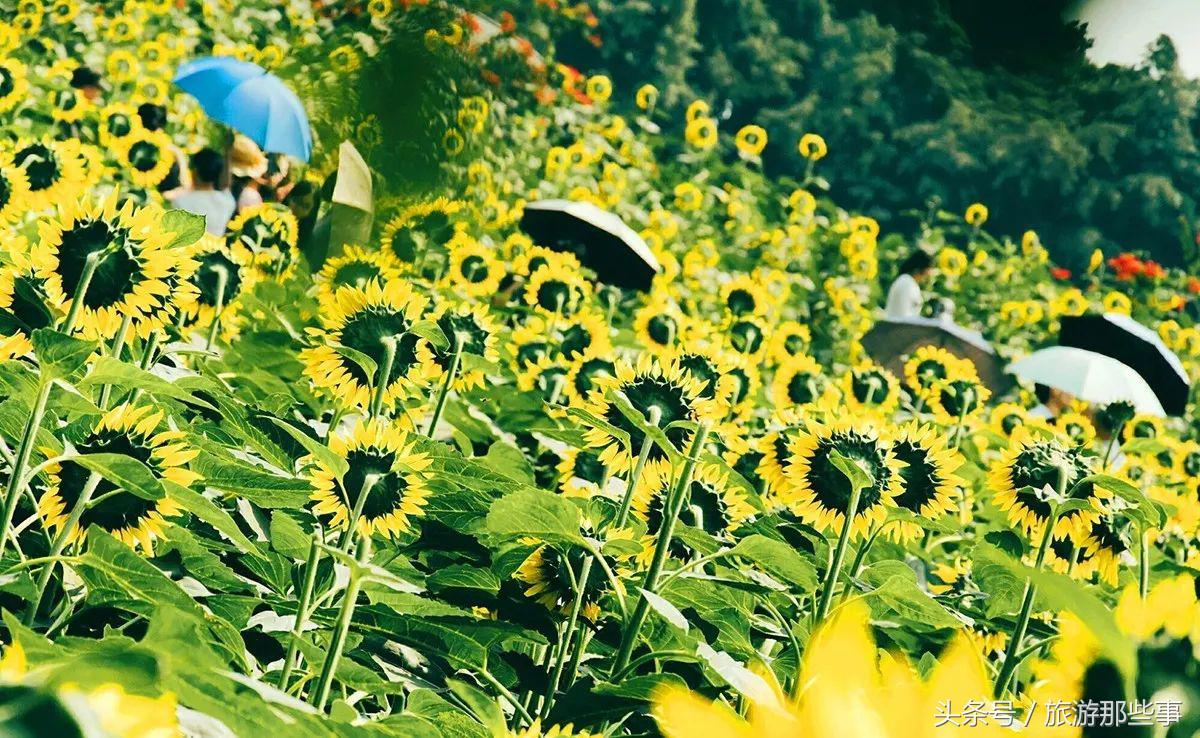 广州有什么看海的度假酒店,广州看海酒店推荐