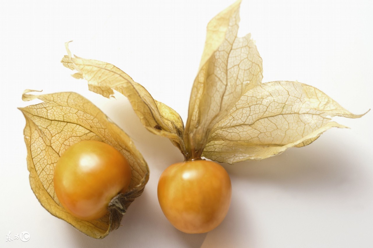 姑娘果的功效与作用副作用,姑娘果的功效作用有哪些