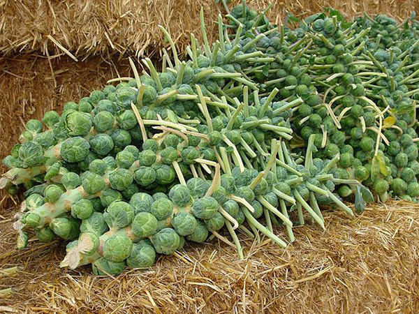 那么可爱想尝一尝