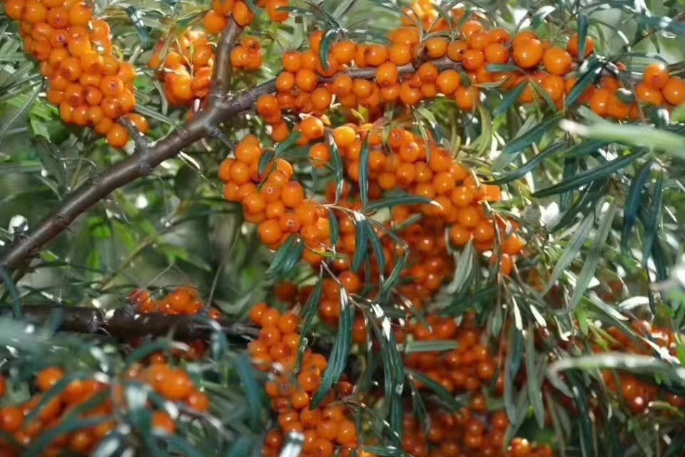 沙棘有哪6大天然营养,沙棘是什么植物有什么药用价值