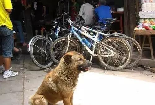 在路上突然被狗追咬是什么征兆,突然被狗追意味着什么