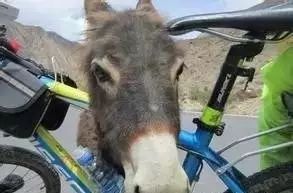 在路上突然被狗追咬是什么征兆,突然被狗追意味着什么